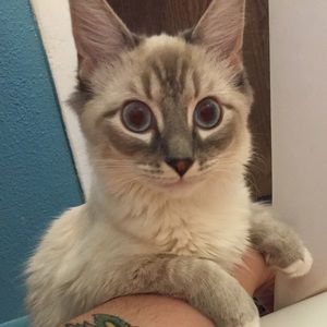 Meet your Posher, Skylar